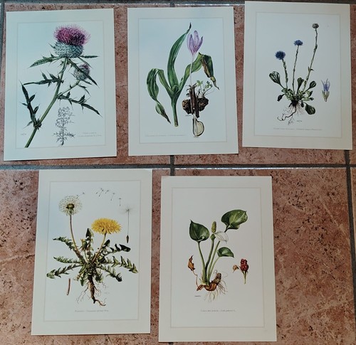 Botanique lot planches en - -,