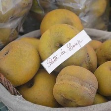 Pommier ancien 'Patte de Loup'