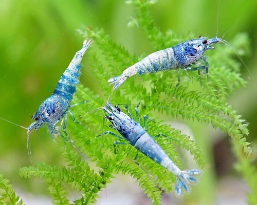 Lot crevettes blue bolt - 10,