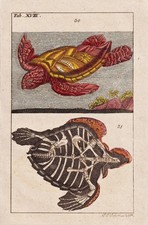 Tortue De Mer Caretta Gravure En Cuivre Wilhelm 1820