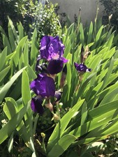 Bulbes Iris