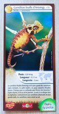 CARTE MERVEILLES DU MONDE - N° 33 CAMÉLÉON FEUILLE D'ANTSINGY - DÉFIS NATURE -
