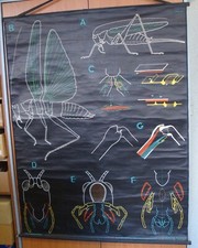 carte d'école scolaire SAUTERELLE / Docteur AUZOUX / P. SOUGY 1953  / S 44 