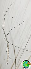 Ramulus togianense eggs x30 phasmes/phasmids/Phasmiden/stick insect