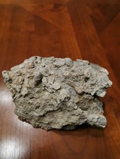 Corail fossile gros et rare