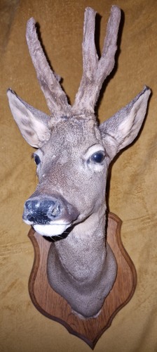 Taxidermie tête bizarde - taxidermie , de