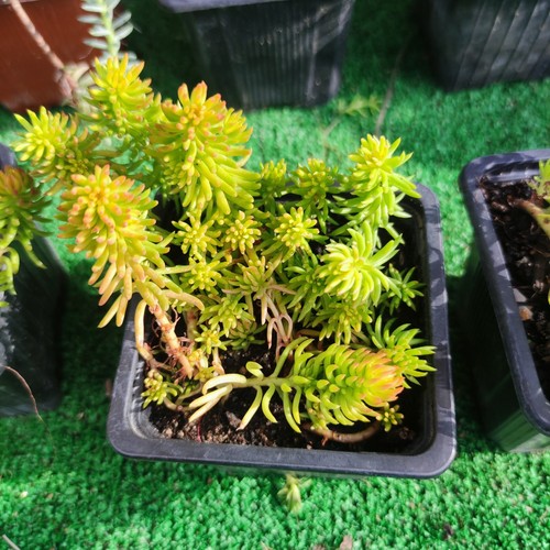 Sedum reflexum angelina - 'angelina',