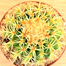 Echinocactus grusonii f