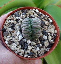 ASTROPHYTUM ASTERIAS CRISTATA