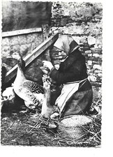 31  VILLEFRANCHE DE LAURAGAIS  LA GAVEUSE D OIES