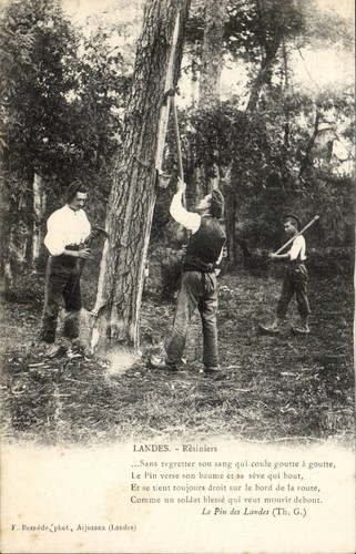 Résiniers landes f - résiniers, —