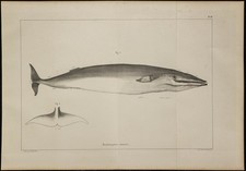 1839 - Planche d'anatomie &