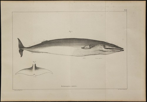 1839 planche anatomie - -, d'anatomie