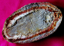 Joli Poisson fossile perleidus  W27BT TRIAS Madagascar NW Triassic fossil fish