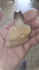 Dent fossile Globidens