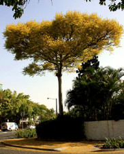 3 graines d' ARBRE FOUGERE(Schizolobium Parahyba)H488 BRAZILIAN FERN TREE SEEDS