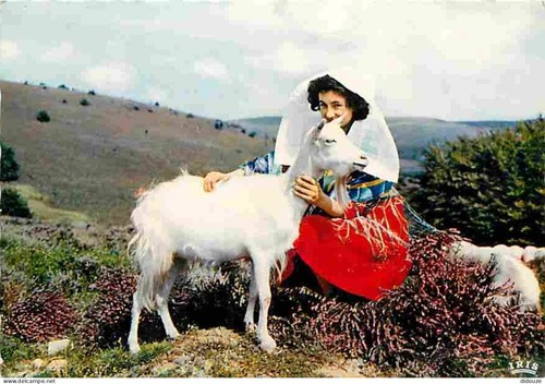 Carte postale animaux - carte,