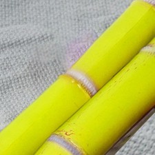  Simulation de canne à sucre