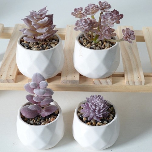 Plantes succulentes