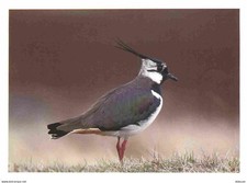 Animaux - Oiseaux - Vanneau huppé - Lapwing Vanellus vanellus - RSPB - CPM - Voi
