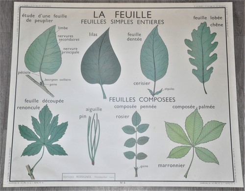 Ancienne affiche pédagogique