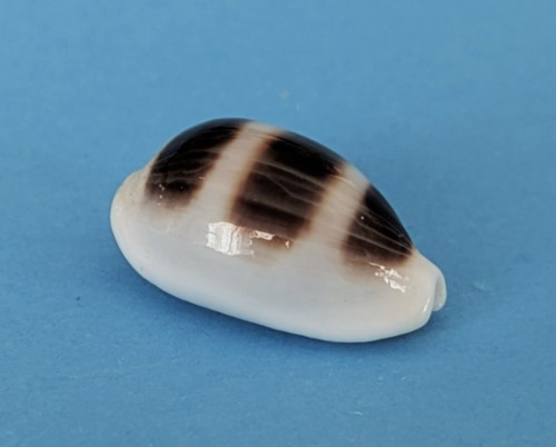 Cypraea asellus mm - asellus, 19,5