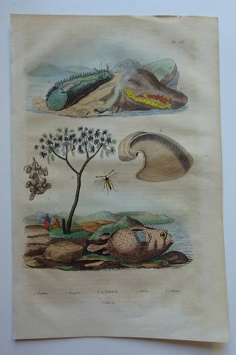 Gravure 1835 dict - dict., d'histoire