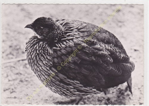 Rppc photo oiseau - rppc,