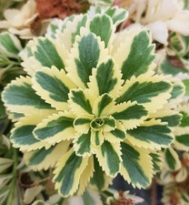 Sedum takesimense atlantis - takesimense, 'atlantis'®