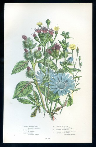 Botanique fleur harctium - botanique,,