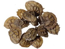 Sainfoin En Cosse Bio -