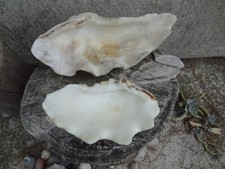 deux grands bénitiers