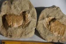 Crabe Galena bispinosa