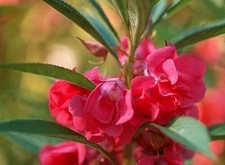 20 graines BALSAMINE DES