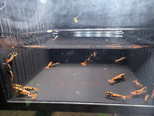 Caridina Boa Orange Low