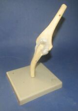 Ancienne Maquette Anatomie