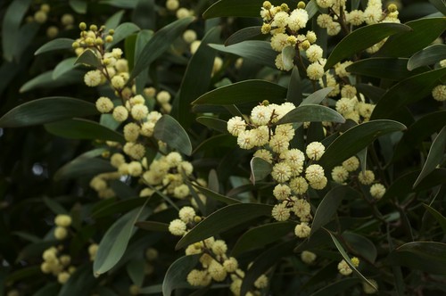 Graines mimosa a - mimosa,