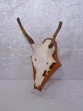 qZHR8x - Cerf Hirsch Sur