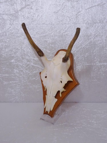 Qzhr8x cerf hirsch sur - cerf,