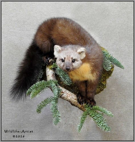 Marten taxidermy mount bobcat - mount,