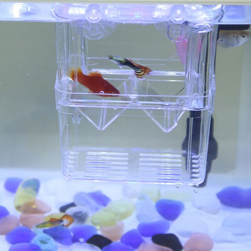 Couveuse aquarium boîte - couveuse,
