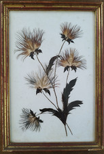 Tableau herbier en plume