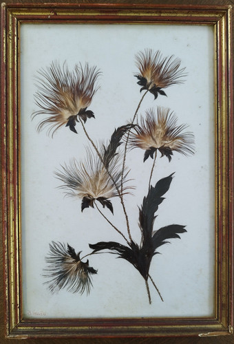 Tableau herbier plume - tableau,
