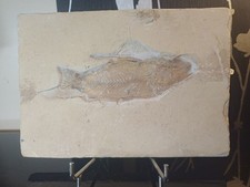 Poisson Fossile Nematonotus