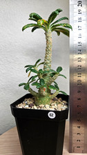 Dorstenia gigas (seed grown)