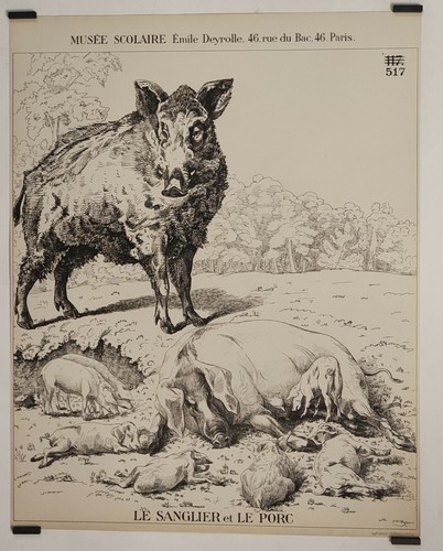 Sanglier porc circa - le, le