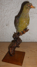 Ancienne Taxidermie   oiseau pigeon Naturalisé taxidermy curiosité