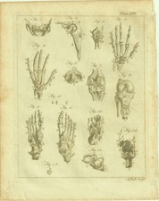 Rare Gravure 18e, planche