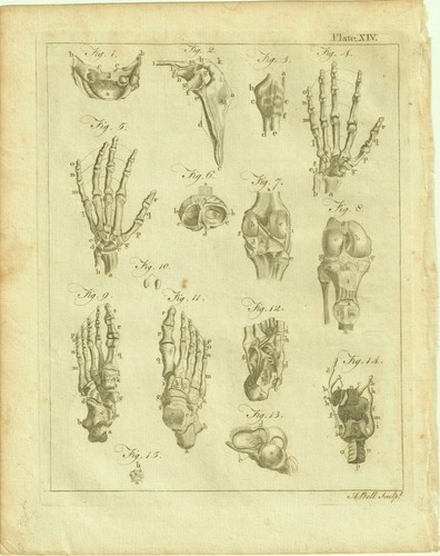 Rare gravure 18e planche - rare, 18e,