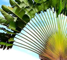Ravenala madagascariensis